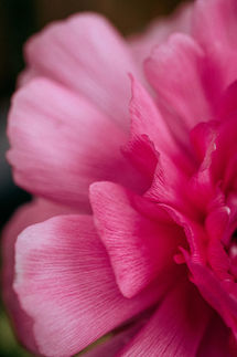 photographe macro ayguemorte les graves, macro fleur