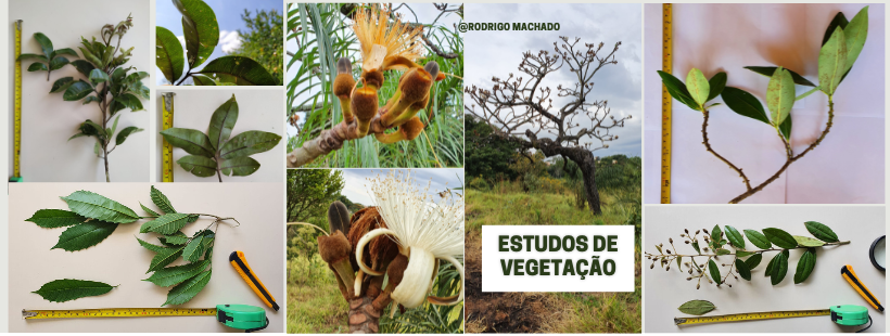 Estudos de vegetação