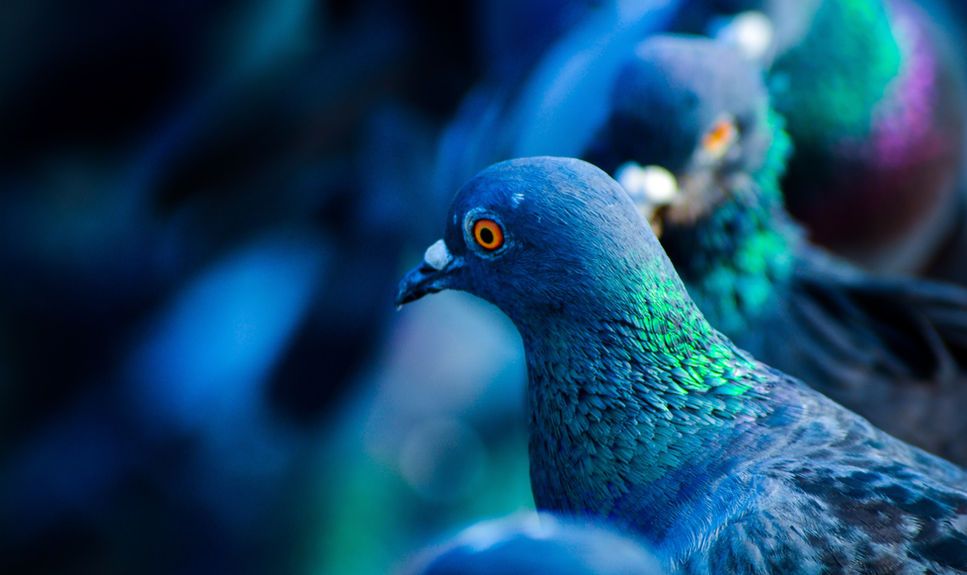 chukar birds for sale southern california