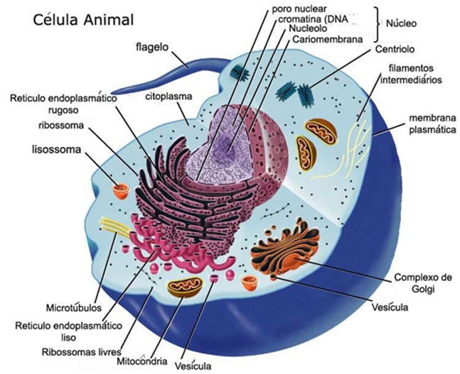 celula-animal.jpg
