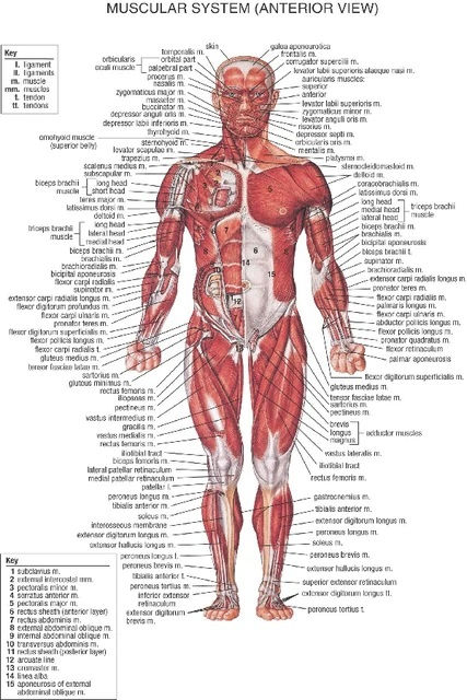 DIY-quadro-anter-muscular.jpg