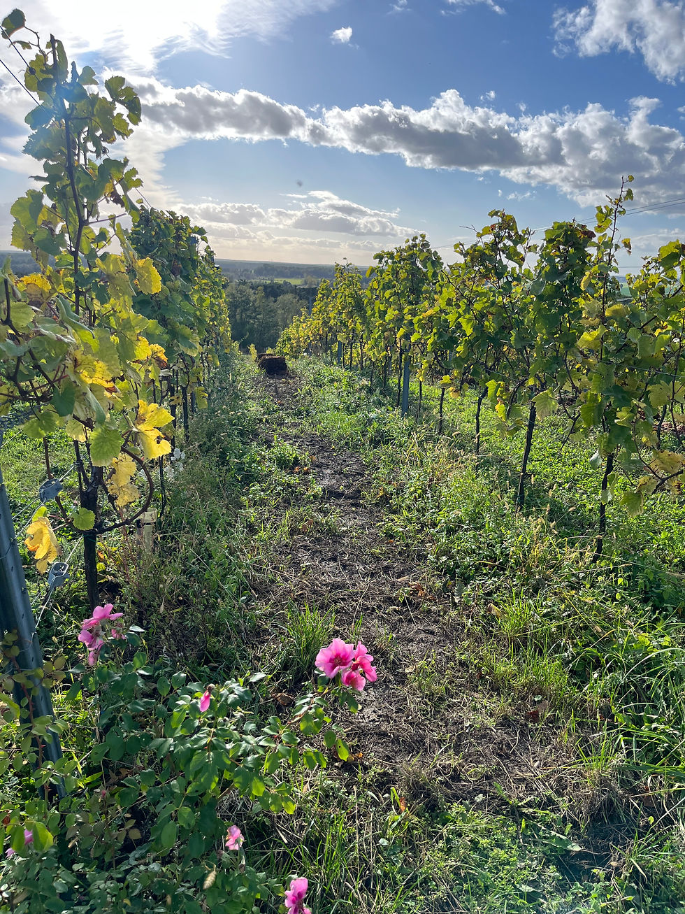 Thumbnail: Wines of Poland – 17 November 2025