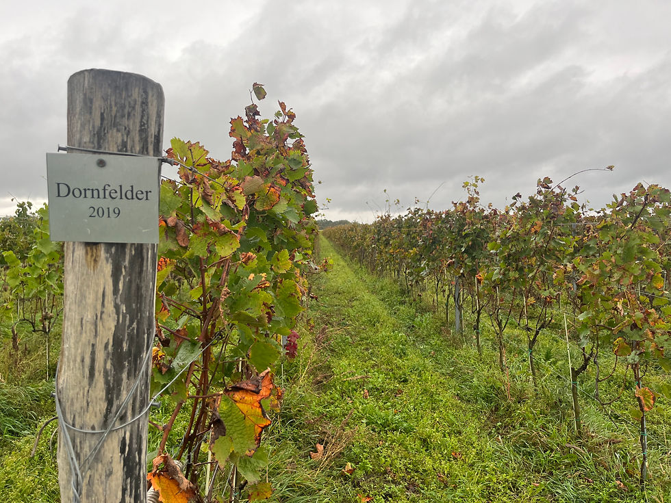 Thumbnail: Wines of Poland – 17 November 2025