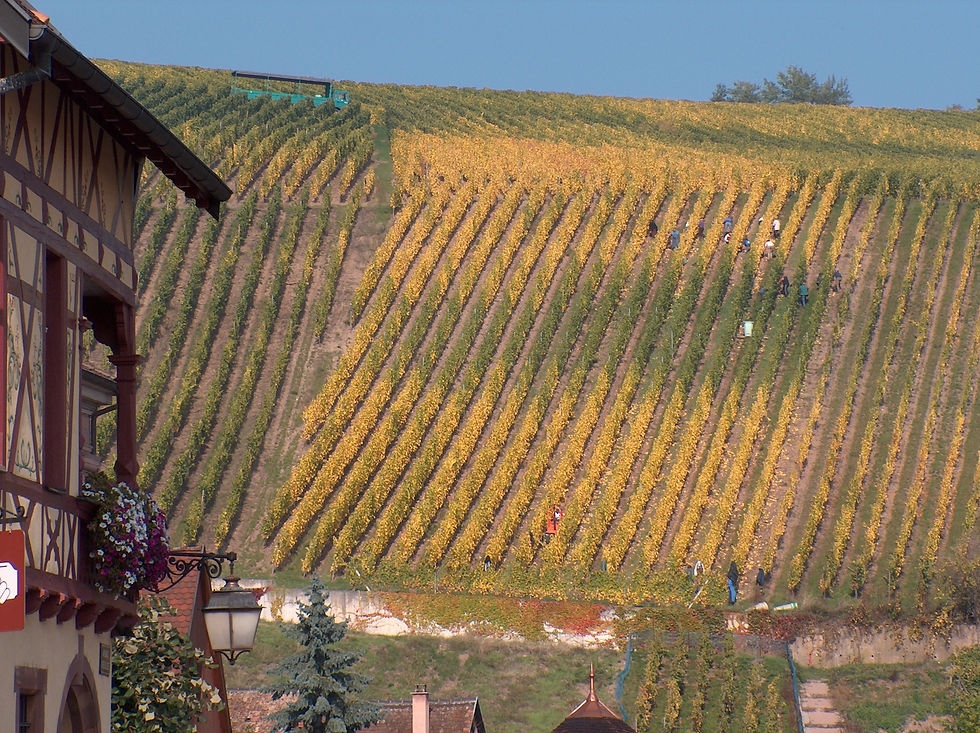 Thumbnail: Exploring Alsace with Famille Hugel - 14 May 2019