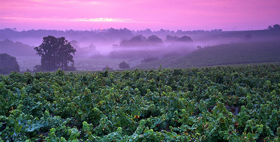 Thumbnail: Wines of the Loire Valley - Part 2 - 21 October 2022