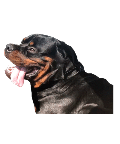spirit animal