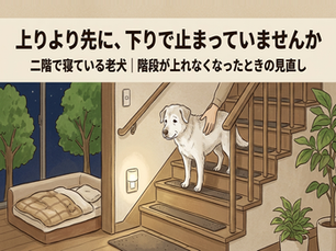 二階で寝ている老犬|階段が上れなくなったときの見直し