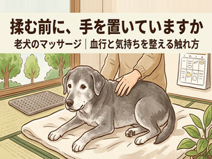 老犬のマッサージ|血行と気持ちを整える触れ方