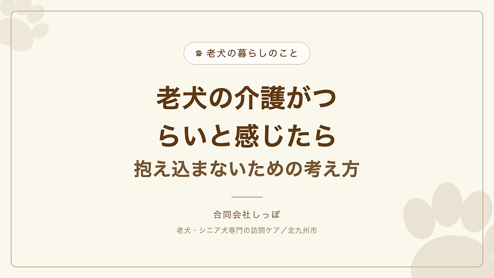 老犬の介護がつらいと感じたら|抱え込まないための考え方