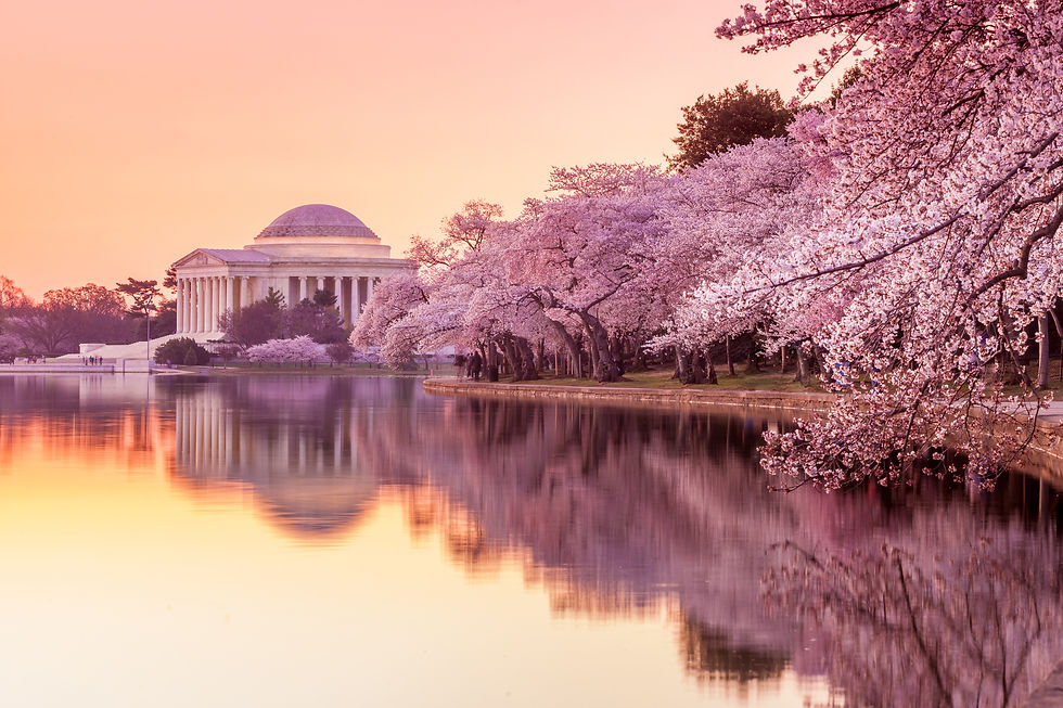 Washington DC - Cherry Blossoms.jpg