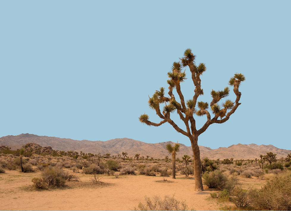 Joshua Tree desert landscape featured in a boutique wellness and adventure retreat experience