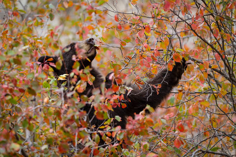 Black bear
Black bear, majestic animal, wildlife portrait, ours noir, animal majestueux, portrait de faune
fall, automne. couleurs