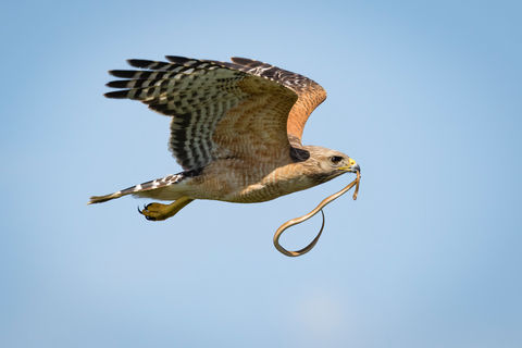 Bird
Bird species, avian photography, migratory patterns, espèces d'oiseaux, photographie aviaire, motifs migratoires
hawk, proie,