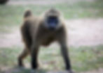 Baboon