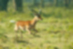 Impala