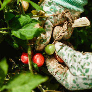 Gardener tending plants as a reminder of God's loving work of pruning and spiritual growth.