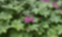 Bildschirmfoto 2025-08-06 um 17.12.08.png