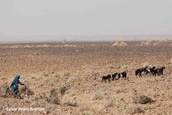 Les nomades du désert