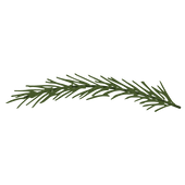 Pine Spruce Branches 10