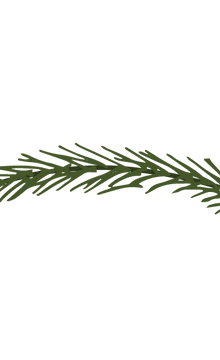 Pine Spruce Branches 10