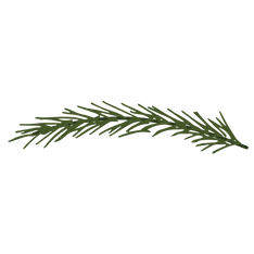 Pine Spruce Branches 10