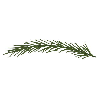 Pine Spruce Branches 10
