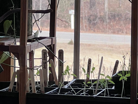 Seed Starting - What to do next