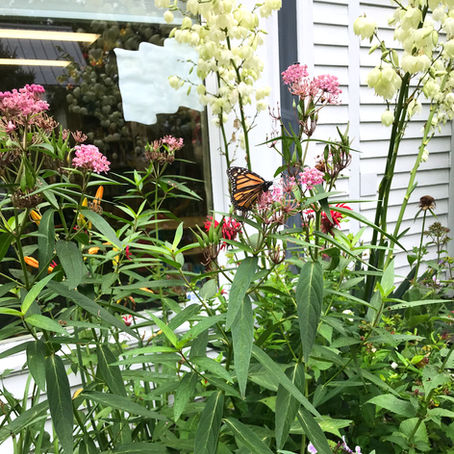 ad hoc Committee: Library Gardens Plan 