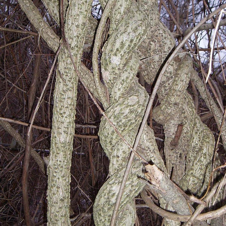 Invasive Plants- the Good, the Bad and the Ugly