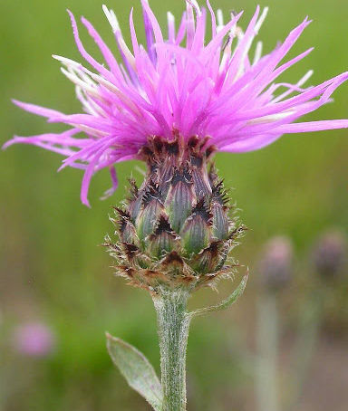 Invasive Plants- the Good, the Bad and the Ugly (part 2)