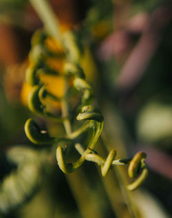 Tendrils