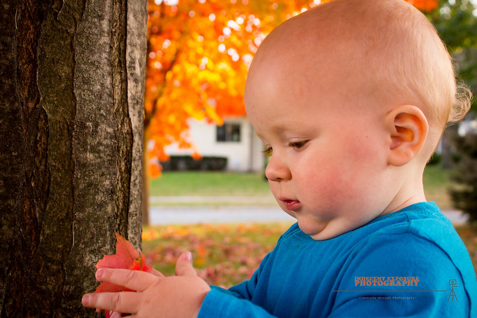 Toddler in blue shirt touches tree with red leaves, focused expression. Background of vibrant orange foliage and blurred house.