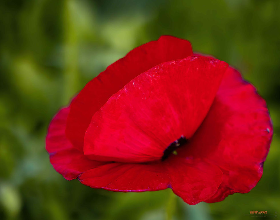 Close-up of a vibrant red poppy flower against a blurred green background, highlighting the delicate texture and bold color of the petals.