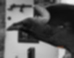 Black and white image of a crow in flight, wings spread. Background includes a blurred sign and wall. The scene feels dramatic and focused.