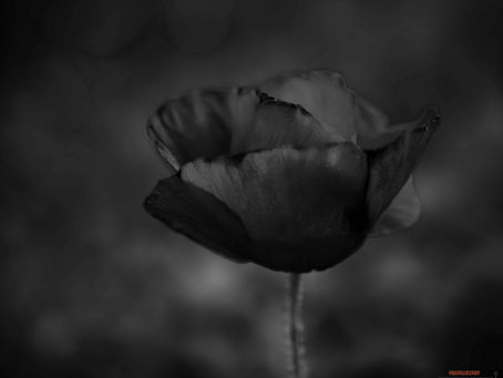 A black and white poppy