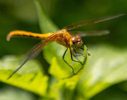 Dragonfly Profile