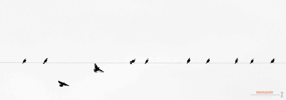 Silhouetted birds perch on a wire against a white sky. One bird is flying. 