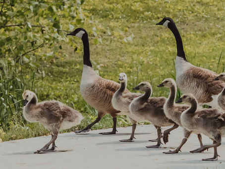 Ames, Iowa - McFarland Park Geese - May 2025