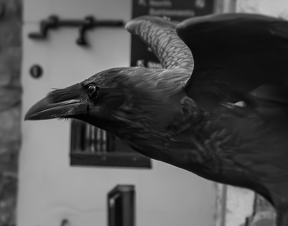 London, England - Tower of London Ravens - August 2024