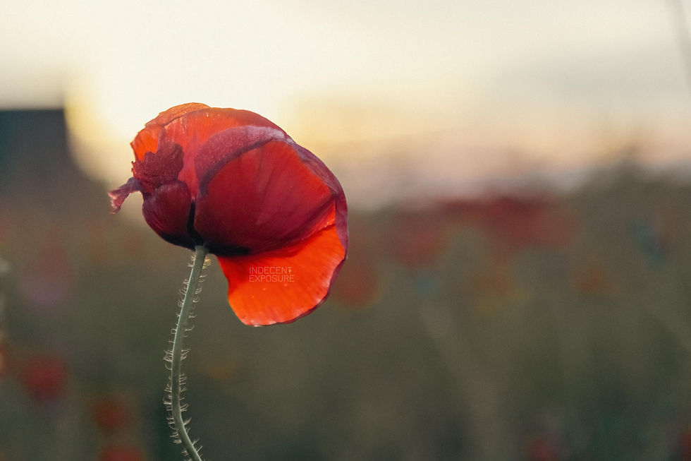 A single poppy in front of a sunset