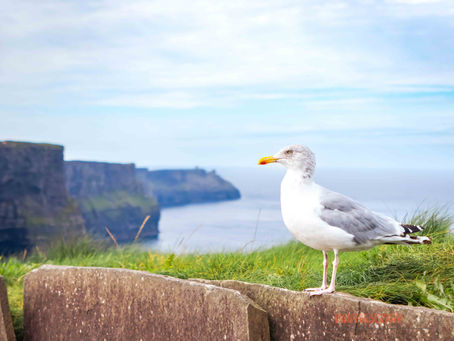 County Clare, Ireland - Cliffs of Moher (Part 2) - August 2025