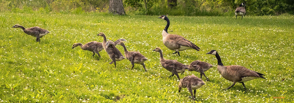 Geese and goslings wade through a grassy field dotted with white flowers, with trees in the background.