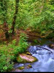 Wild Life & Environment - LET'S JUNGLE SAFARI!