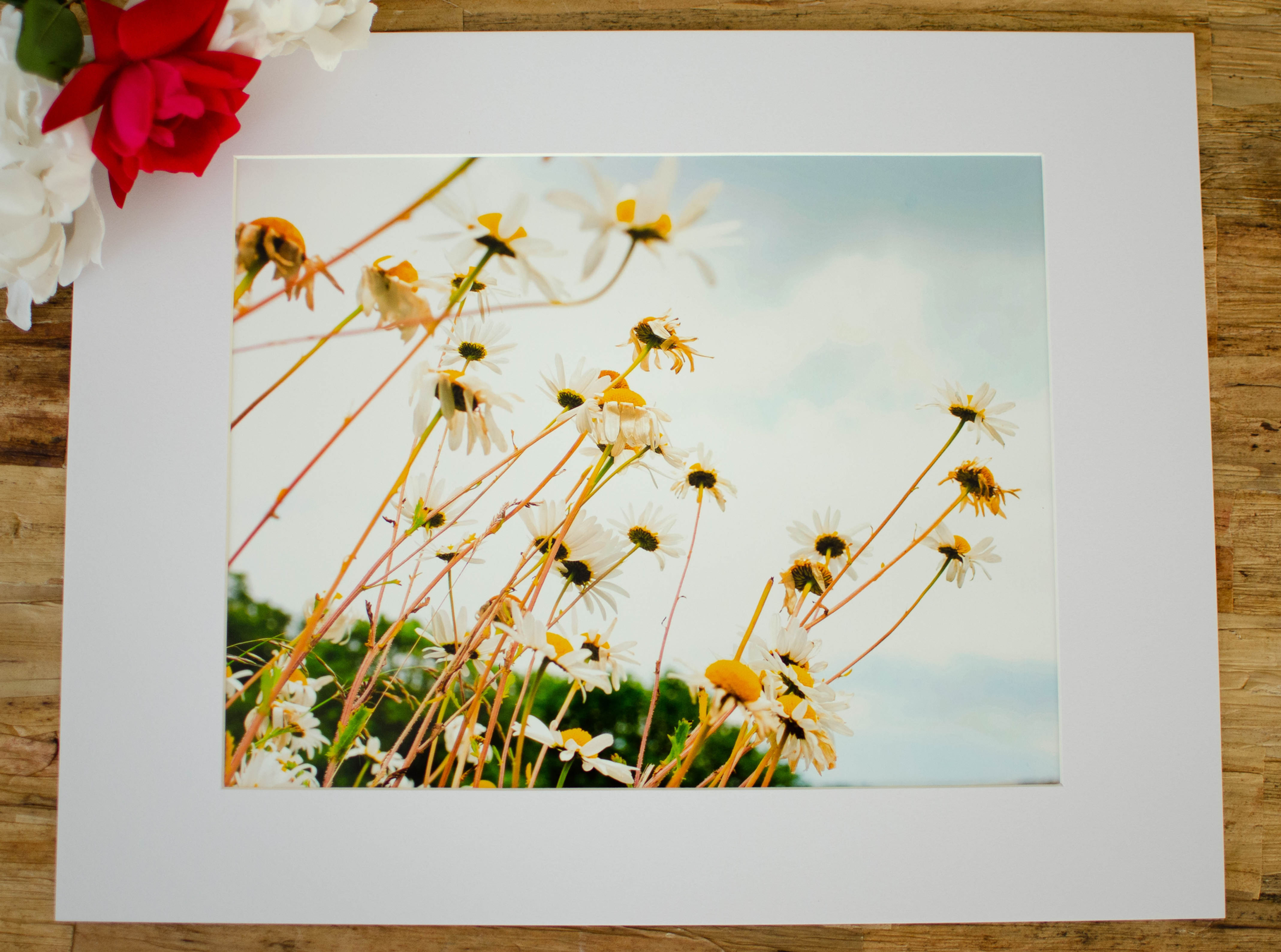 FLOWERS BY THE COAST  - 8x10