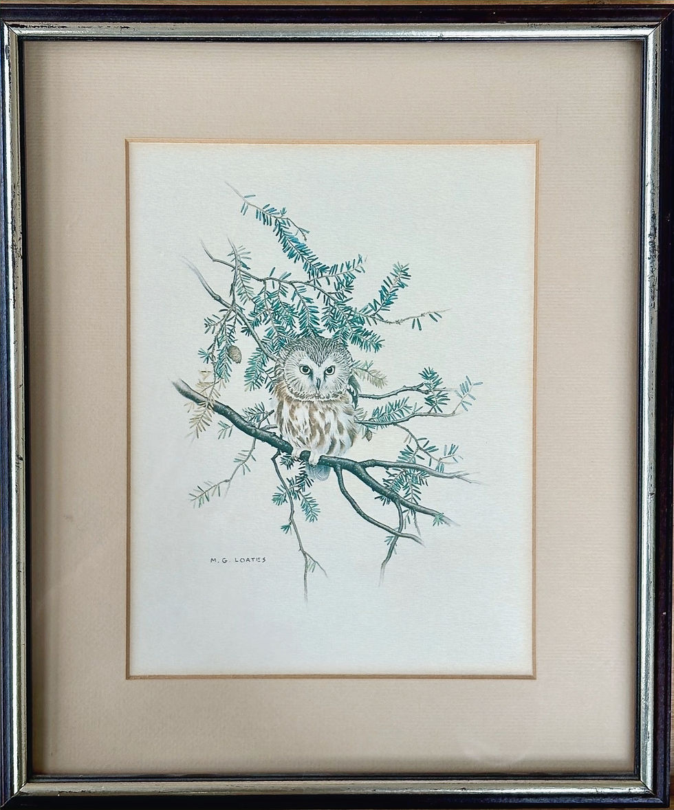 Miniature : Estampe naturaliste d’une petite chouette perchée sur une branche de conifère, signée M. G. Loates, encadrée avec passe-parto