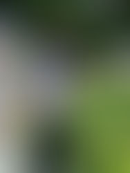 ลุงโรจน์แห่งลานพระแม่ธรณี