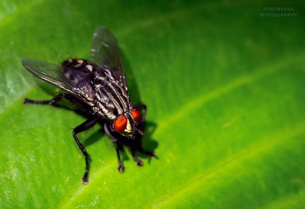 red_eyed_fly_by_nekobyaka-d6eezza.jpg