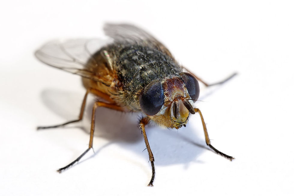 house-fly.jpg