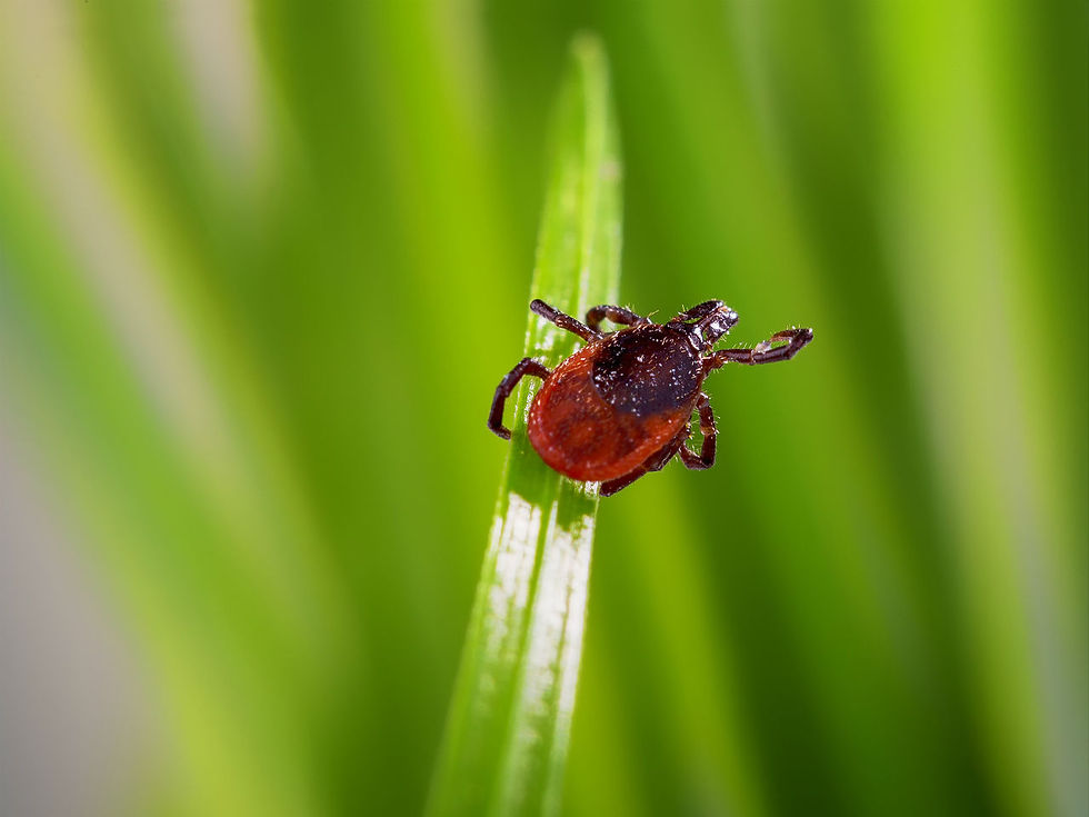 Lyme-disease-is-on-the-rise-Heres-how-to-protect-your-kids-from-ticks-1.jpg