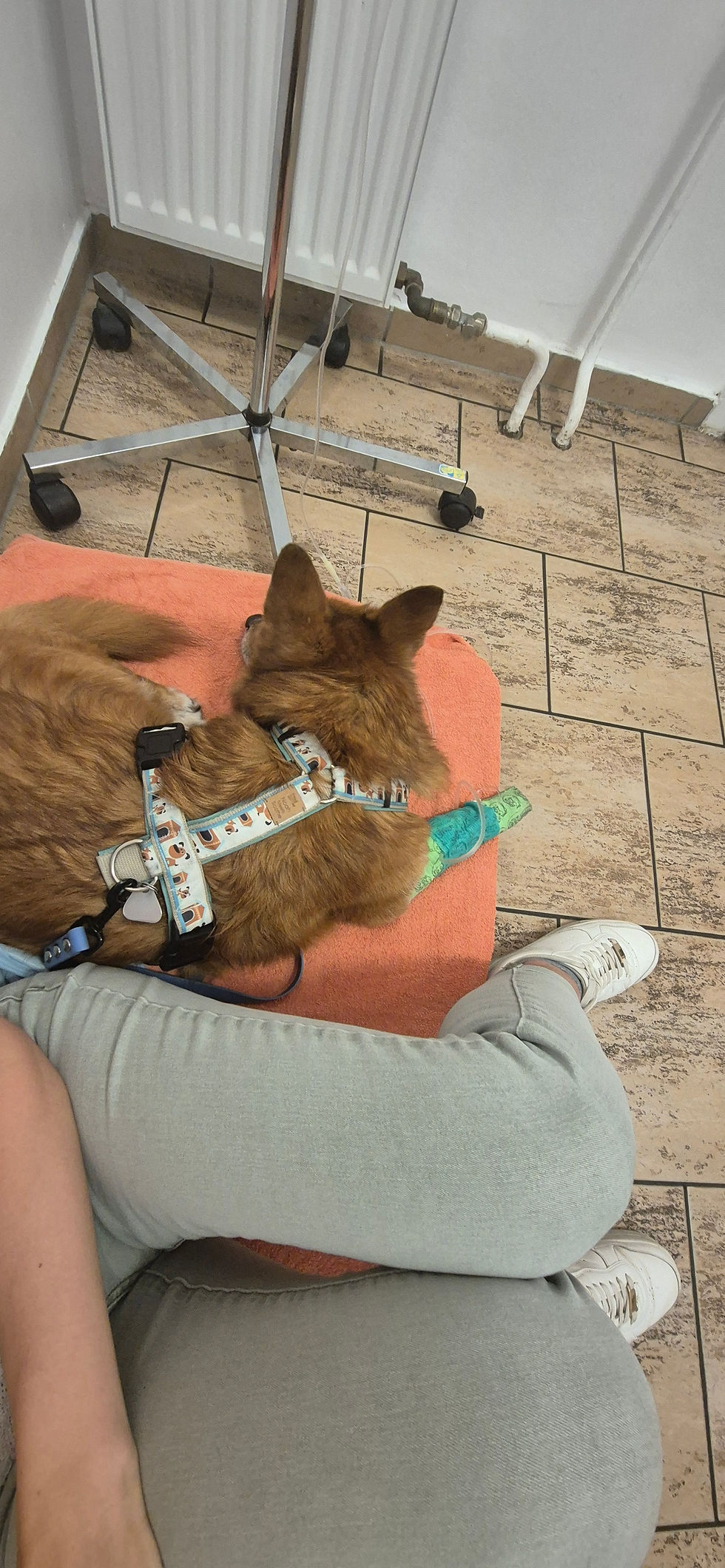 Scottie beim Tierarzt nach der OP – mit Infusion am Vorderbein, eingekuschelt auf einer Decke.